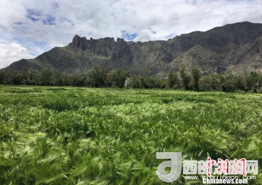 2017年西藏青稞總產(chǎn)量達(dá)到79萬噸，占糧食總產(chǎn)量的77%。圖為西藏青稞?！⊥跤窳?攝