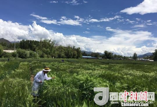 西藏與9家國家重點(diǎn)實(shí)驗(yàn)室合力促青稞增產(chǎn)、牦牛育肥