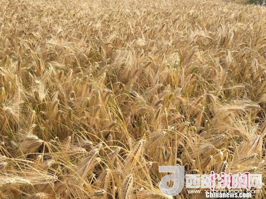2017年西藏青稞種植面積達(dá)210多萬畝，占糧食播種面積的75%。圖為成熟期的青稞?！⊥跤窳?攝