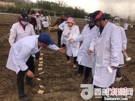 圖為研究員實(shí)地調(diào)研青稞生長土壤?！⊥跤窳?攝