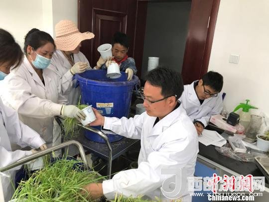 圖為研究員正在調(diào)查青稞感染白粉病情況?！⊥跤窳?攝