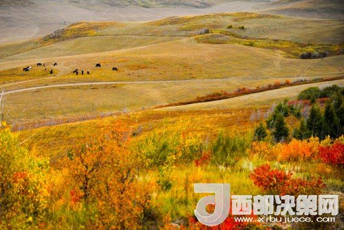 錫林郭勒草原國家級自然保護區(qū)。吳勇攝