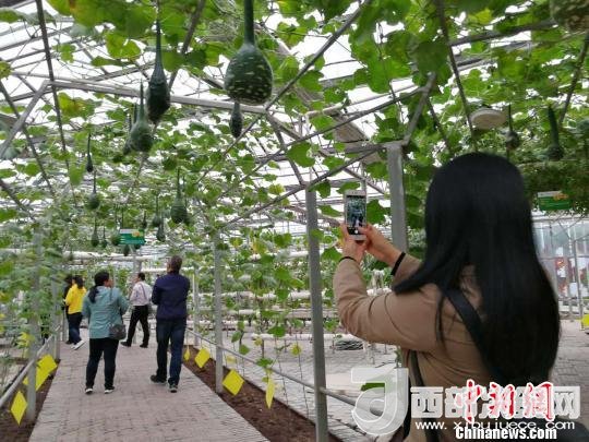 山西省郵政管理局積極推動(dòng)“一市一品”農(nóng)特產(chǎn)品進(jìn)城項(xiàng)目。 資料圖 楊杰英 攝
