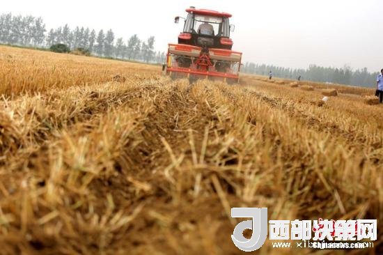 資料圖：收割機(jī)進(jìn)行機(jī)械化收割。<a target='_blank'  data-cke-saved- >中新社</a>記者 王中舉 攝