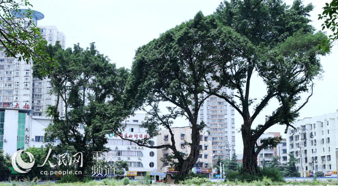 黃桷樹廣場正在建設(shè)中。王嫚 攝