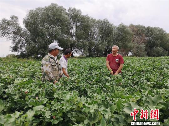 遠改忠在棉花地里為連隊職工分享種植經(jīng)驗。　安媛杰 攝