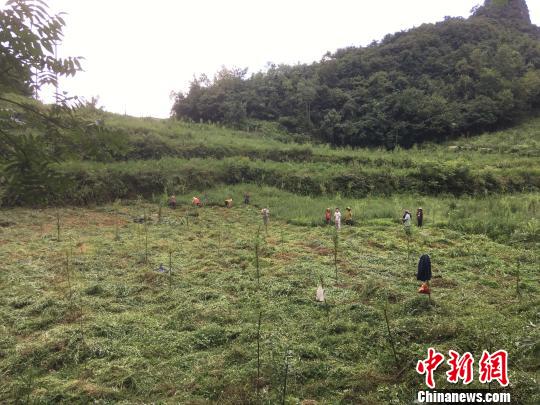 貴州同威生物科技有限公司天麻種植基地?！≈軏?攝