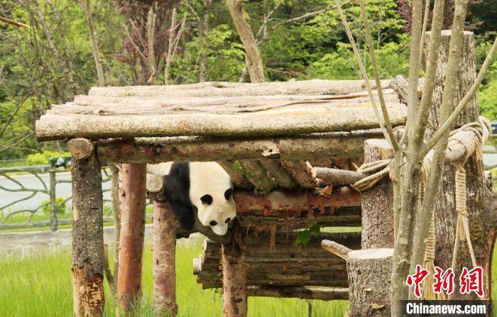 九寨溝熊貓園里的大熊貓?！【耪瘻峡h委宣傳部提供 攝